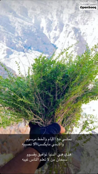 سعتر عماني جبلي 2