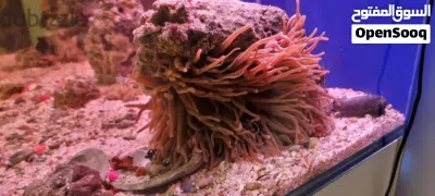 Stunning Large Saltwater Aquarium Setup – Complete & Ready to Run 4