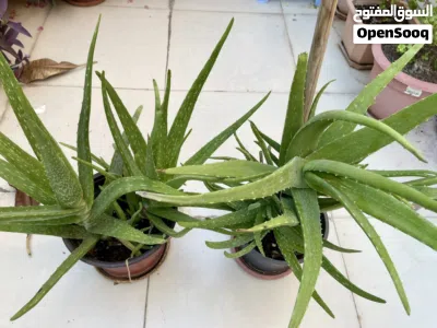 Aloe Vera plant Pair, healthy big stems 2