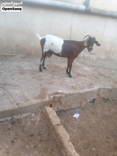 عنز البينو الأصلي 2