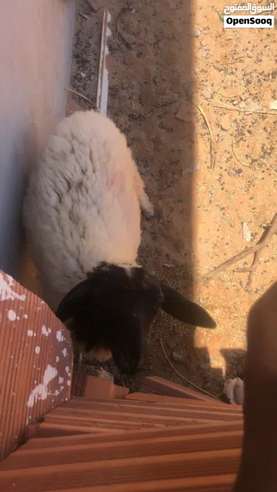 السلام عليكم خروف بيع عمر من شهرين لي 3ولا 4خروف ربي يبارك ميشكي من شي يكل في شعير واميه 2