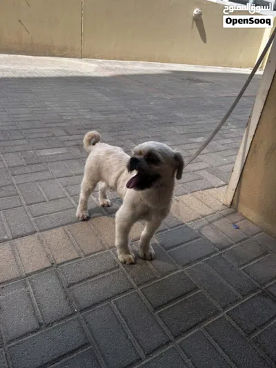 lost dog need back who see this dog hes male 10 months 4