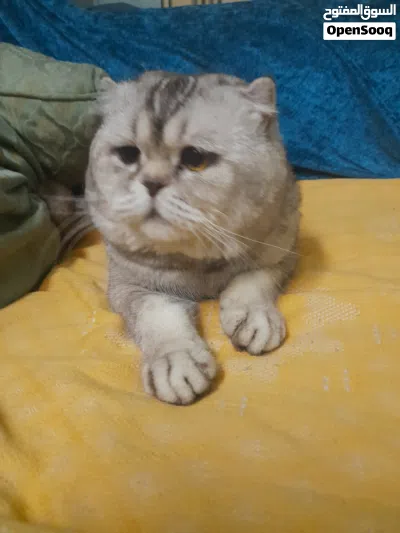 قط اسكوتش فولد سلفر 3