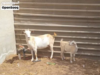 عنز كردية للبيع 2