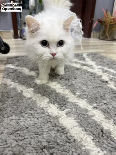 للبيع قطة صغيرة 4
