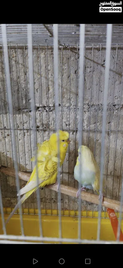 جوزين حب هوقو الفحول لاسونج وطواير سبانجل وحده هوقو رومو وحده كرست 3