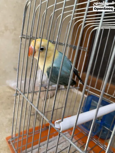 باربلو فيشر نقي ربي يبارك 2