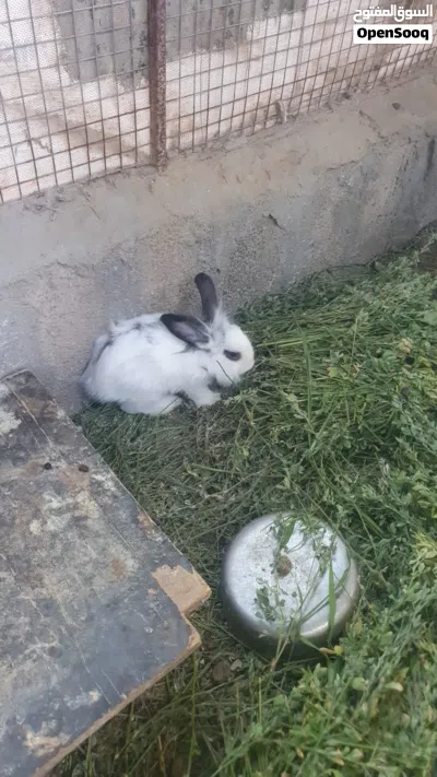 للبيع أرانب فرنسية 2