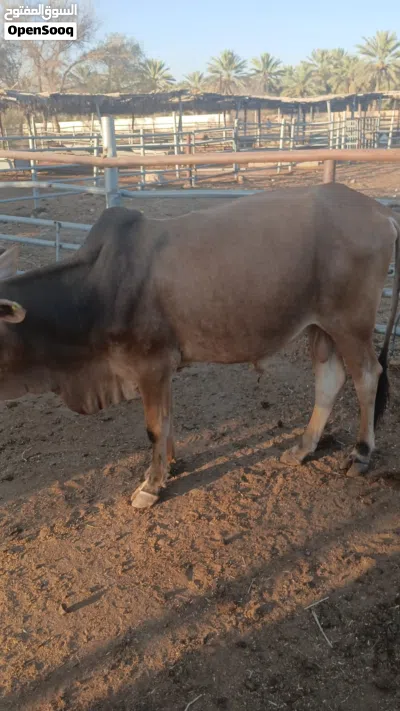 cows for sale 3