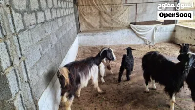 أغنام للبيع 3 مع تيس بدون مواليد 2