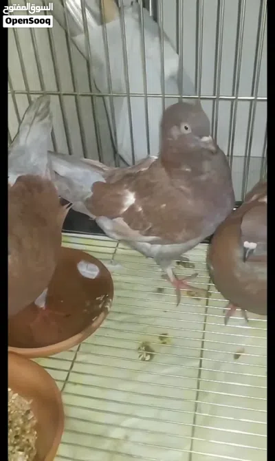 Modena pigeon for sale 4