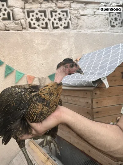 مجموعة دجاج للبيع 4