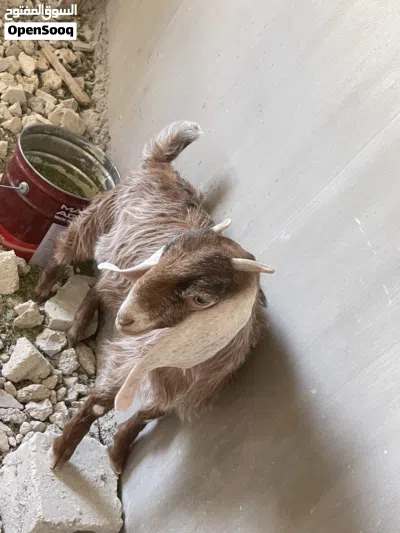 سخلات اناثي للبيع 4