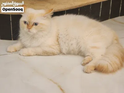 قط هملايا اورنج 4