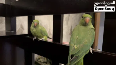 6 months parrot hand tame free flying tame 4
