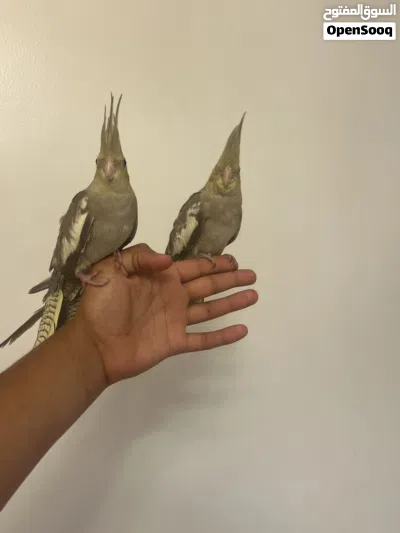 كوكتيل مروض 3
