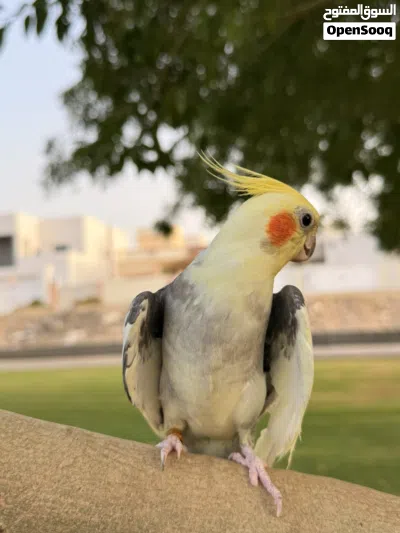 كوكتيل أليف 2