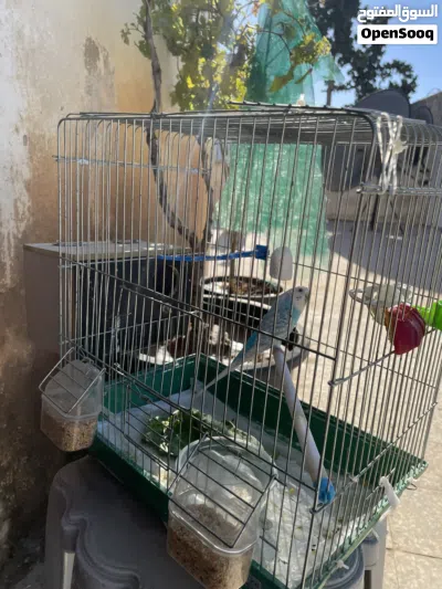 عصفورة حب للبيع 2