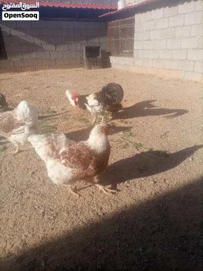 كتكوت ون دوت بركاني 3