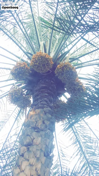 طناء نخيل خلاص 2