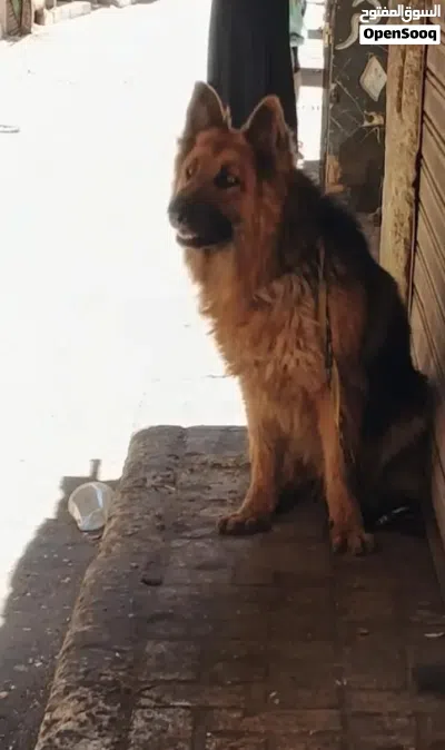 جيرمن شيبرد خشب عريض شعره طويله وش أسود كسحه دم حامي ماشاء الله 3