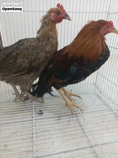 للبيع ديك ودجاجه الموقع صلاله غير قابل للتفاوض 3