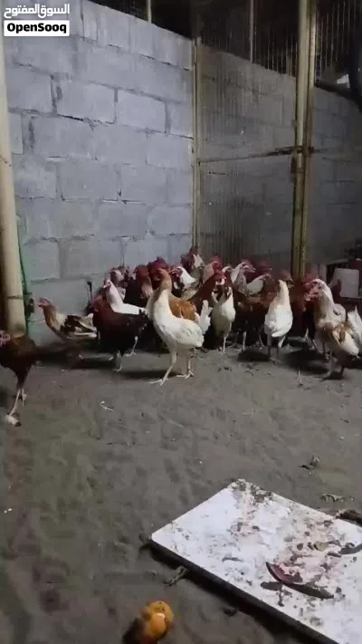 دياكه للبيع عمانيات شوف الوصف تحت 2
