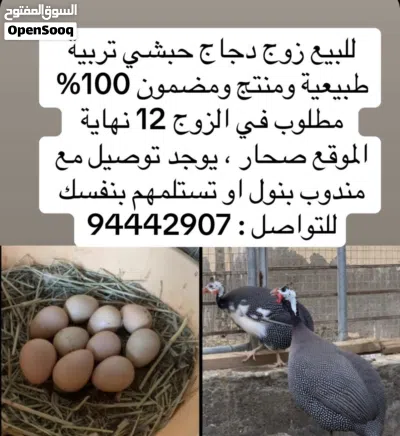 للبيع فروخ حمام لاحم حجم كبير ما شاء الله شوف الوصف تفاصيل .. 2