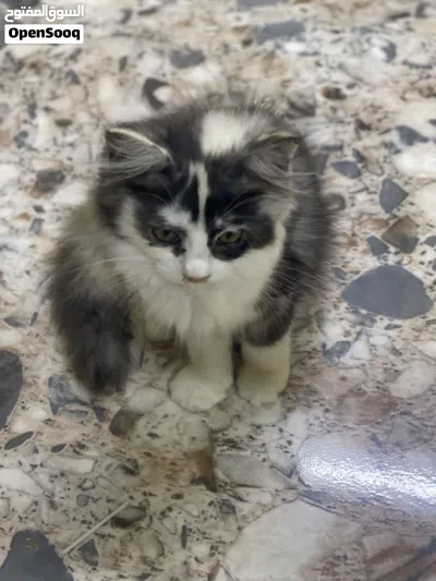 قطة بريتش انثى 2