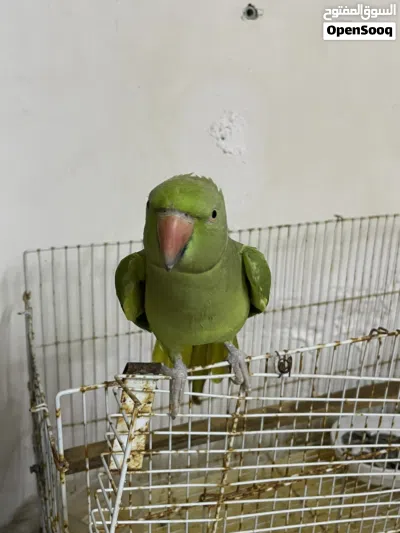 بغبغاء الدره متكلم 2