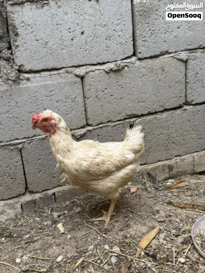 دجاجه ديج للبيع 3