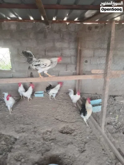 ذكور فرنسي اصل للبيع 3