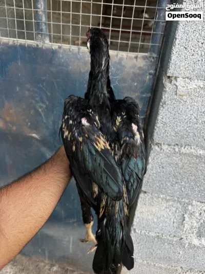 ديك باتشو نسل قوي 2