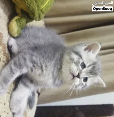 Scottish fold , Scottish straight and British males اولاد اسكوتش فولد واشتريت وبريتش 2
