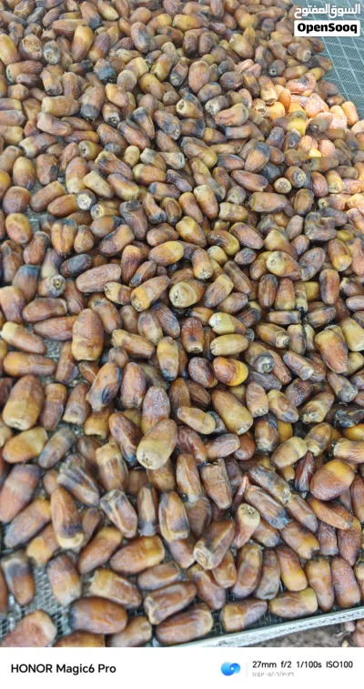رطب وسح نغال للبيع 3