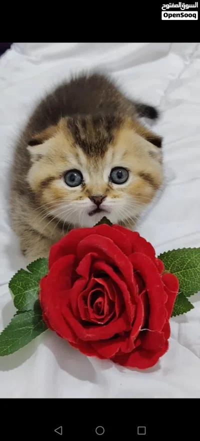 قطط مميزه من سلالات راقيه 4