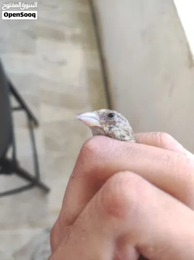 فرخ جغل دكر لبيسمع وبيكسب 2
