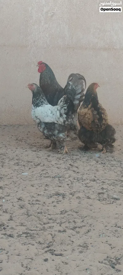 براهما عملاق 3