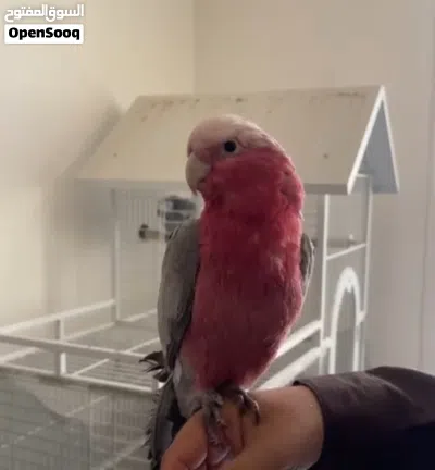 ببغاء كوكاتو جالا 3