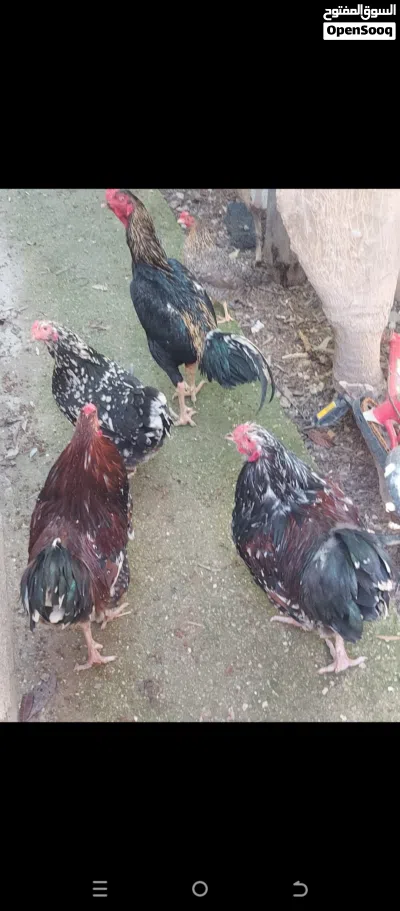 دجاج للبيع 3