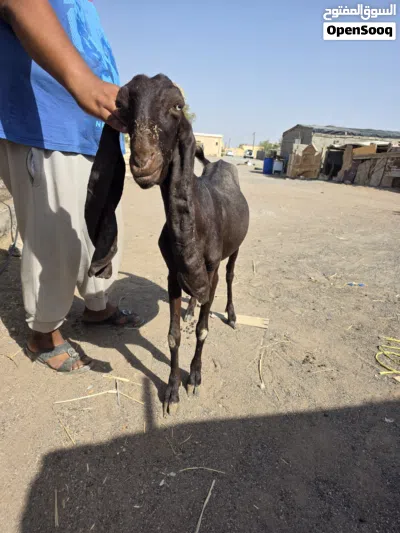 البيع او المبادل بي مايناسب تيس حجاري و شاه باكستانيه منتجات وسمان ماشاءالله 2