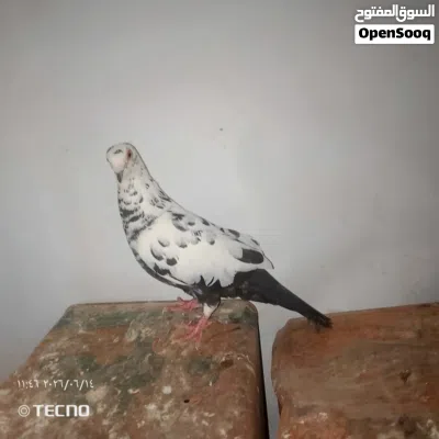 حمام البيع 3