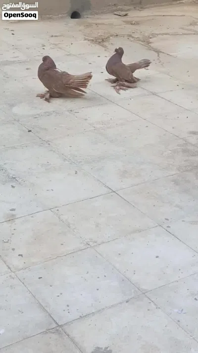 حمام للبيع 3