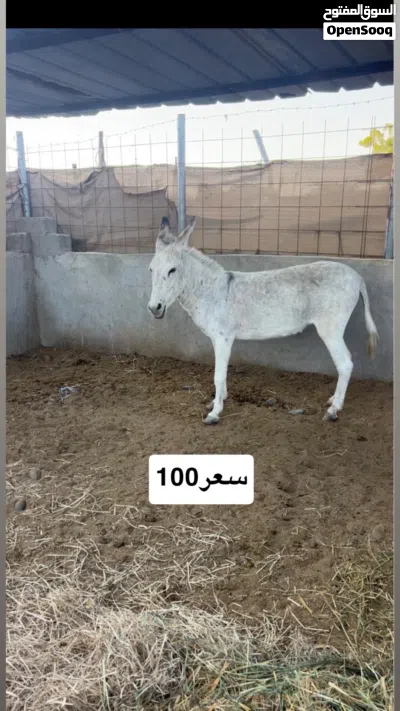 حمير للبيع صحتهن ممتاز 2