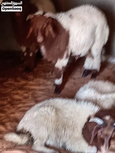 اربع خرفان للبيع 4