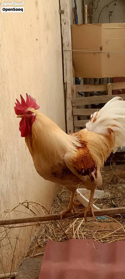 ديك ربي بارك.و2 دجاج حمر للبيع او تبديل 2
