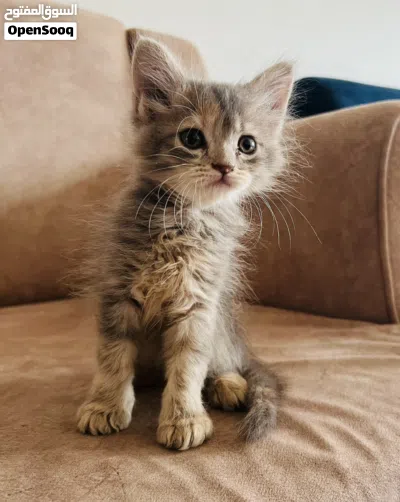 قطط شيرازيه صغيره عمر شهر ونص 3