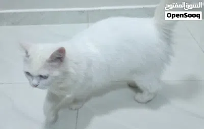 قط للبيع سنور للبيع شيرازي للبيع 3