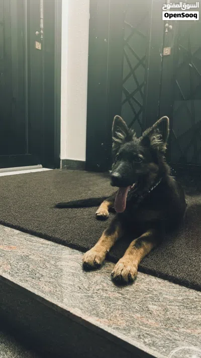 ورك باين جيرمين 3