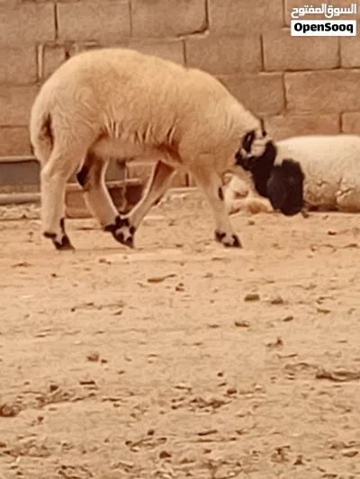 حولي وحوليه ماشاءالله عليهن صحات اسلم 2